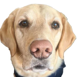 Kenobi a Labrador, Golden Retriever cross sat looking at Camera